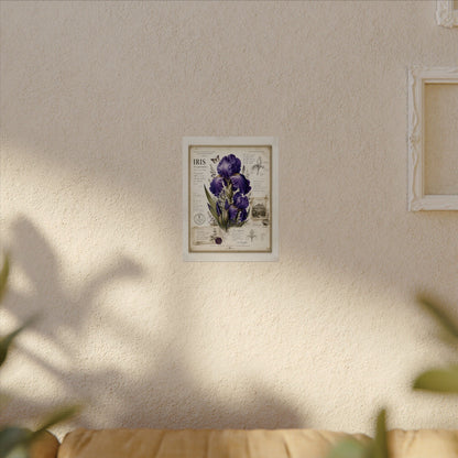 Purple Iris Botanical Illustration Poster