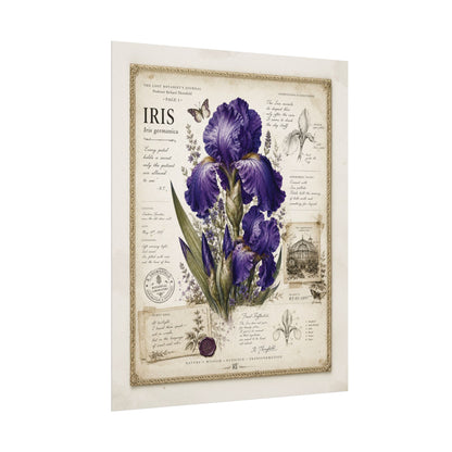 Purple Iris Botanical Illustration Poster