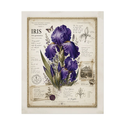 Purple Iris Botanical Illustration Poster