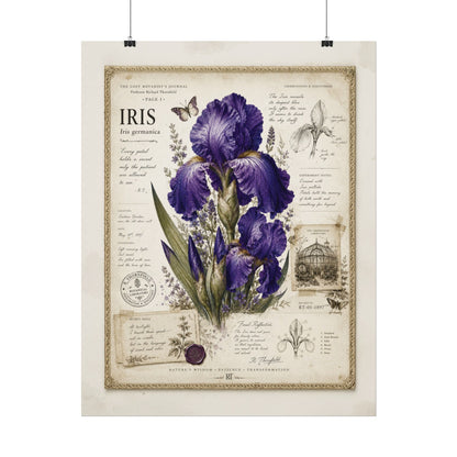Purple Iris Botanical Illustration Poster