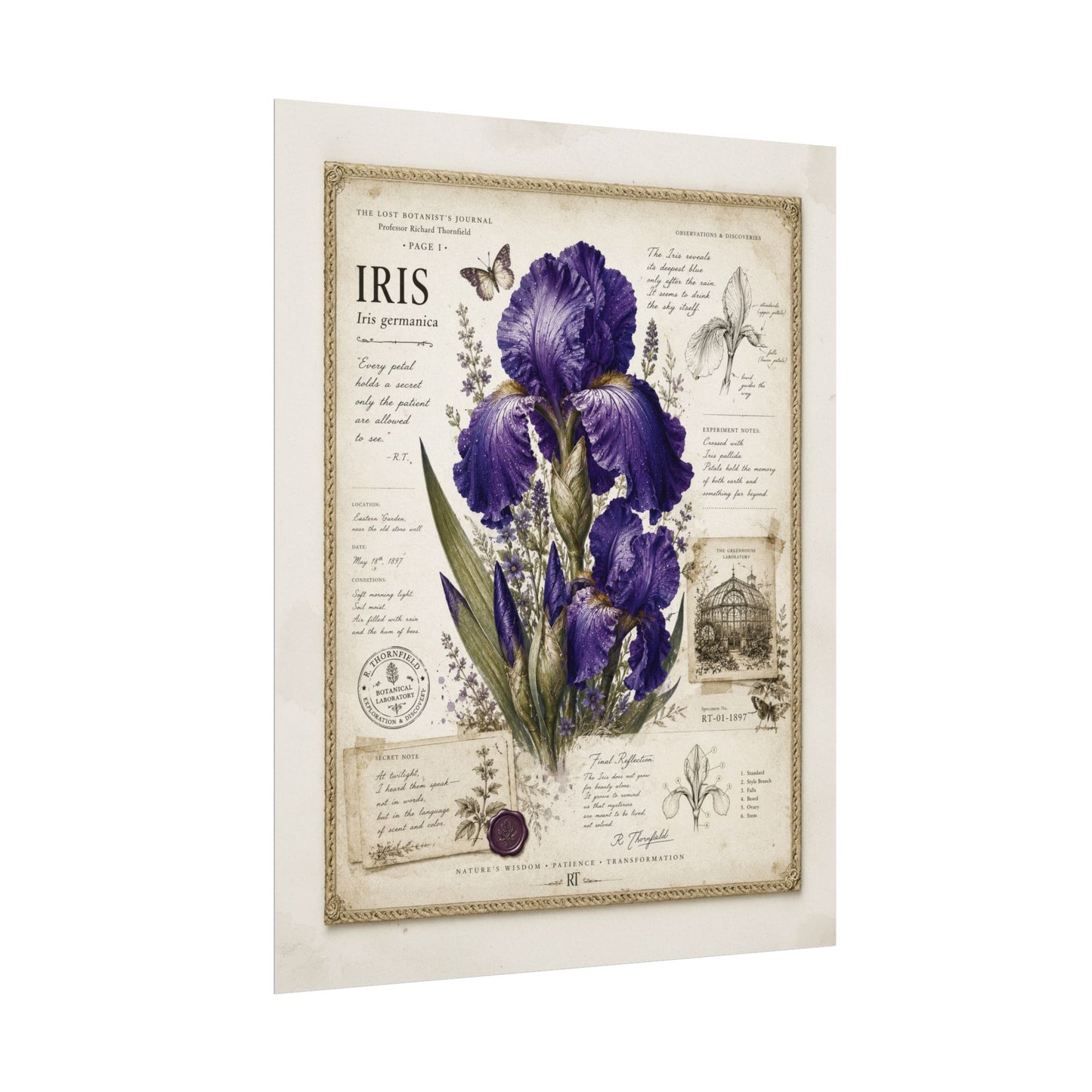 Purple Iris Botanical Illustration Poster
