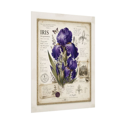 Purple Iris Botanical Illustration Poster